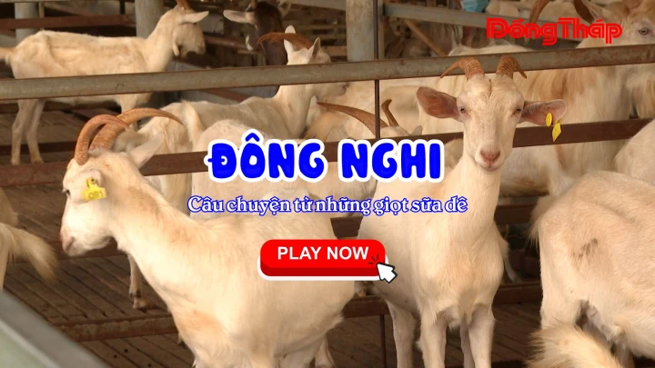 ĐÔNG NGHI – CÂU CHUYỆN TỪ NHỮNG GIỌT SỮA DÊ