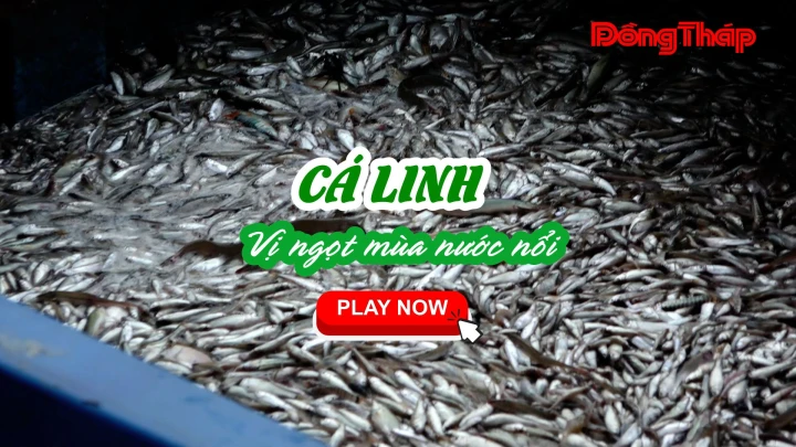 CÁ LINH - VỊ NGỌT MÙA NƯỚC NỔI