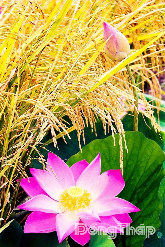 Thiên Nhiên: “Ông thầy” mát lòng của bà con miền sông nước