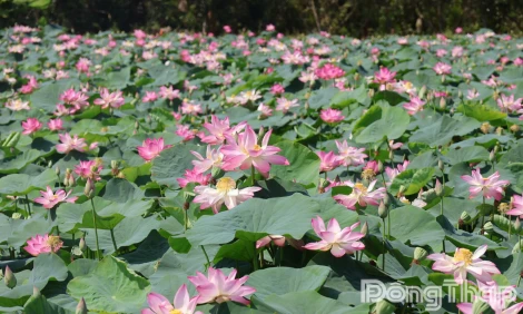 Thuần khiết như hồn sen Đồng Tháp