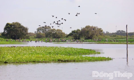 Vườn Quốc gia Tràm Chim: "Viên Ngọc Xanh" của Đồng Tháp Mười