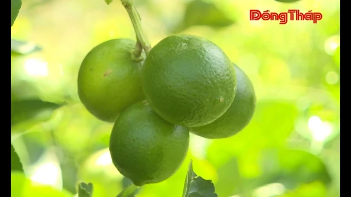 Xã Mỹ Hiệp hành trình xây dựng thương hiệu cho trái chanh