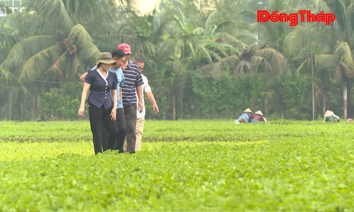 trangdiaphuong, chauthanh, raumau