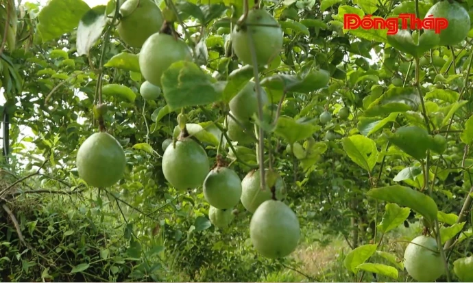 Xã Hậu Mỹ: Phát triển trồng chanh dây và nghề ương cá giống