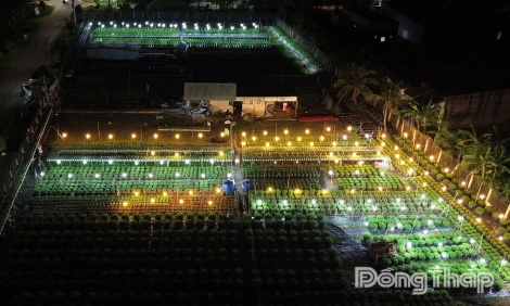 Hoa tết lên đèn