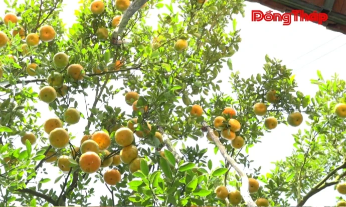 Xã Hòa Long: Các điểm du lịch vườn quýt hồng sẵn sàng đón khách