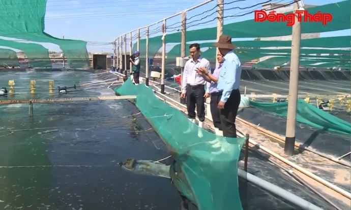 Xã Tân Phú Đông: Vươn mình bằng nông nghiệp công nghệ cao