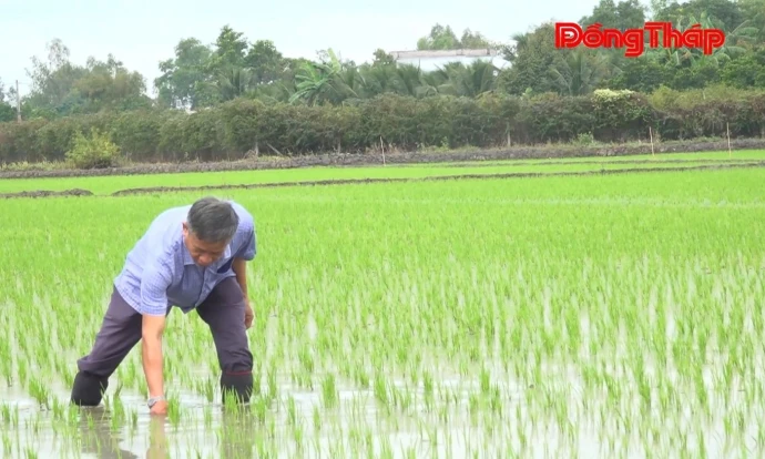 Nông dân xã Lấp Vò liên kết để sản xuất bền vững