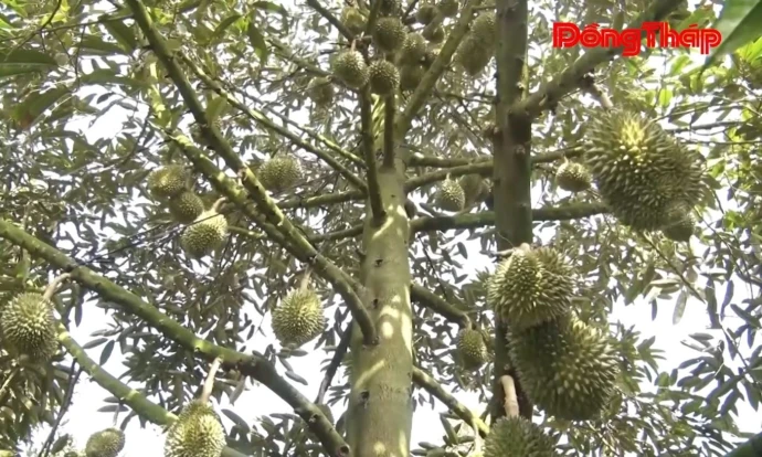 Nông dân xã Mỹ Thiện trồng sầu riêng cho thu nhập cao