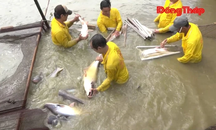 Phát huy lợi thế cá tra giống bằng khoa học kỹ thuật