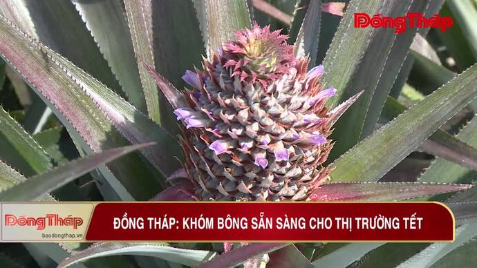 Đồng Tháp: Khóm bông sẵn sàng cho thị trường tết