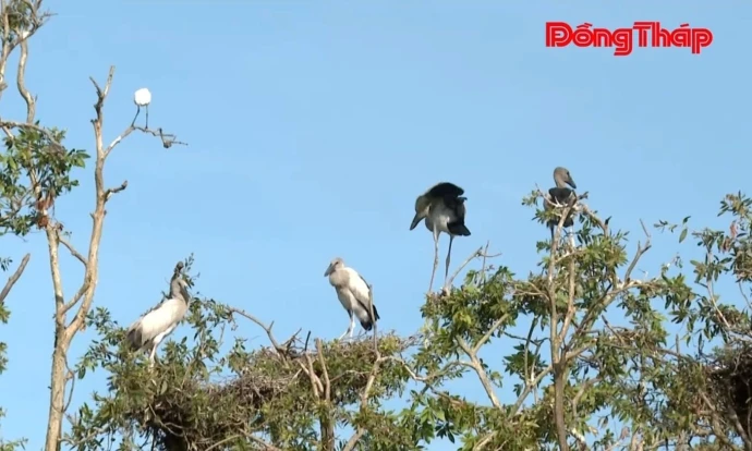 Bảo tồn và phát huy giá trị rừng tràm Gáo Giồng