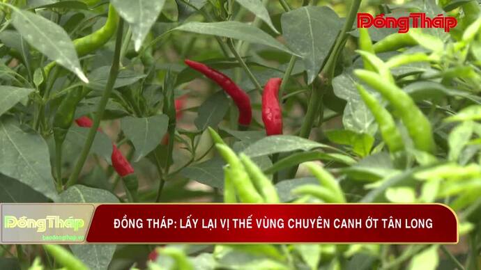 Đồng Tháp: Lấy lại vị thế vùng trồng chuyên canh ớt Tân Long