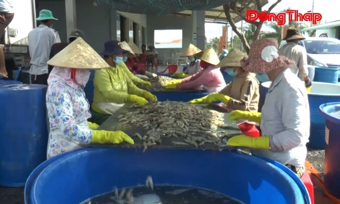 Tân Phú Đông: bức tranh kinh tế - xã hội nhiều điểm sáng