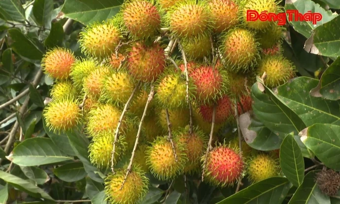 Trồng chôm chôm – Hướng đi mới của nhà vườn Phú Hựu