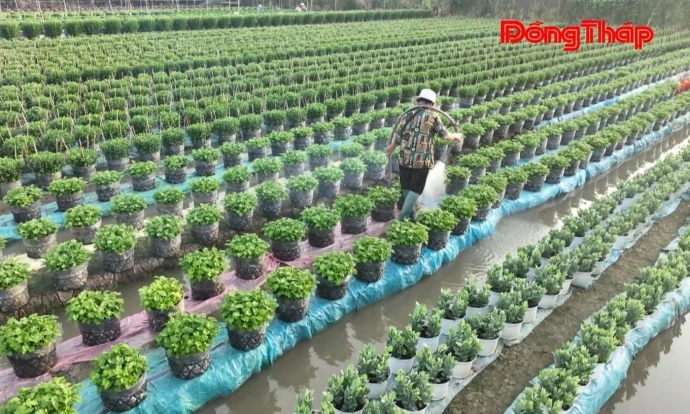 trangdiaphuong, myphong, nghiquyet, DongThap