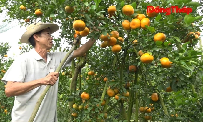 trangdiaphuong, hoalong, quythong, DongThap