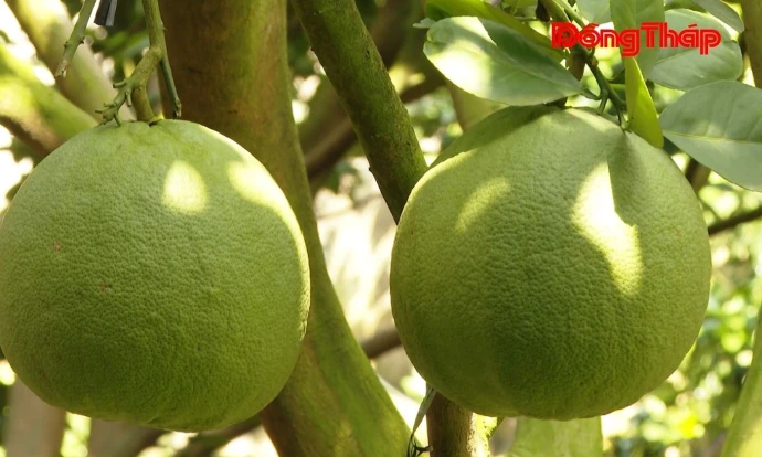 Phường Đạo Thạnh: Tất bật sản xuất phục vụ Tết Nguyên đán 2026