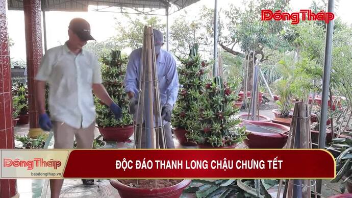 Độc đáo thanh long chậu chưng tết