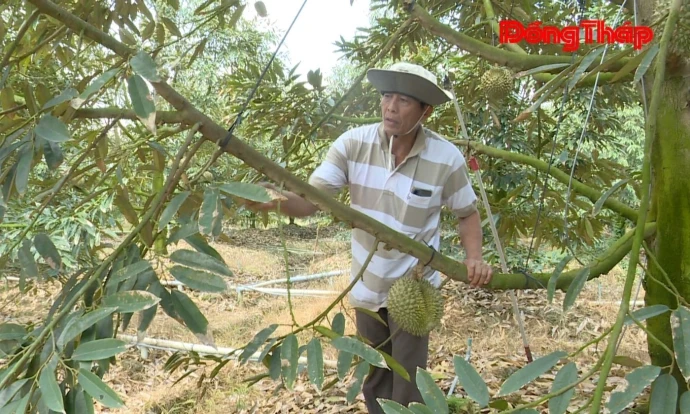 trangdiaphuong, thanhhung, saurieng, DongThap