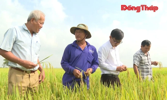 trangdiaphuong, thuonglac, lua, DongThap