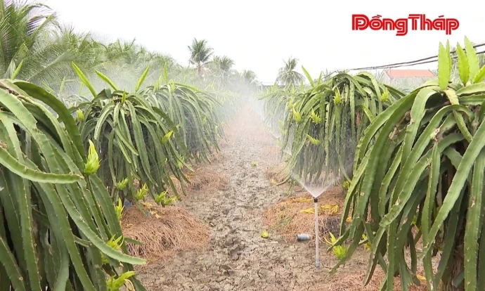 trangdiaphuong, luonghoalac, nongnghiep, DongThap