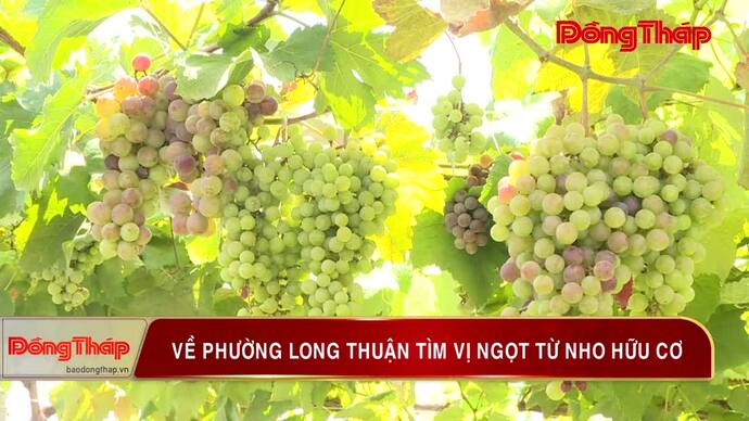 Về phường Long Thuận tìm vị ngọt từ nho hữu cơ