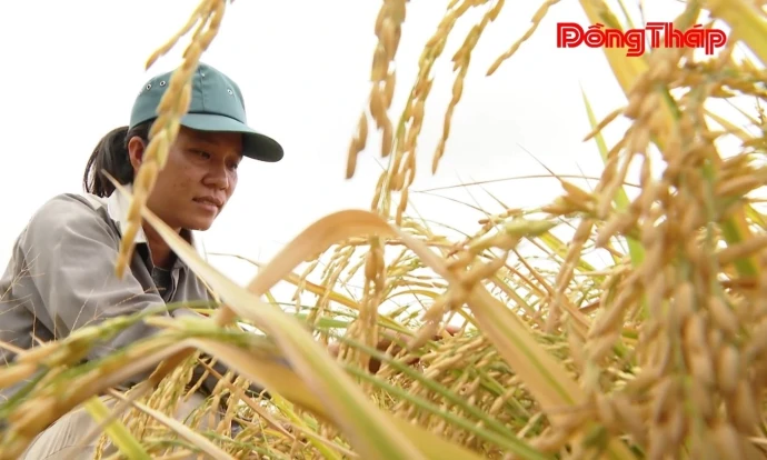 trangdiaphuong, vinhhuu, lua, DongThap
