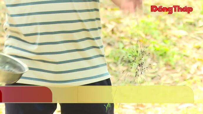 Đồng Tháp: HTX sầu riêng kiên trì hướng phát triển bền vững