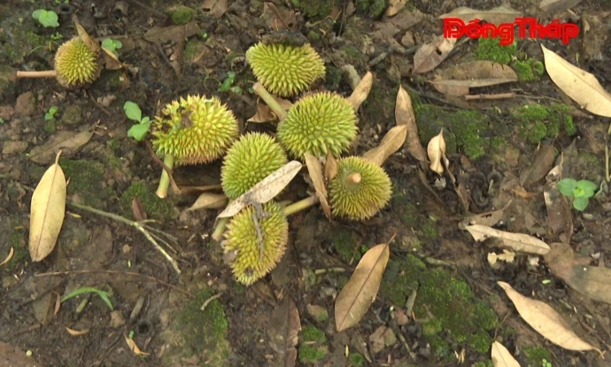 trangdiaphuong, phuhuu, saurieng, DongThap