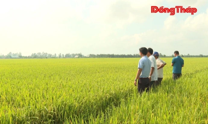 Phú Thọ: Hiệu quả từ đề án 1 triệu hecta lúa