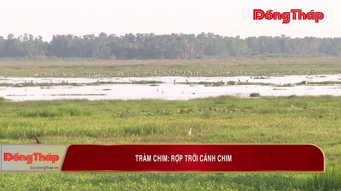 Tràm Chim: Rợp trời cánh chim