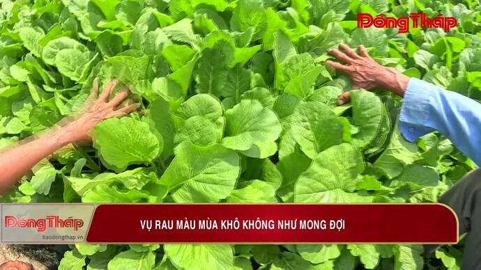 Vụ rau màu mùa khô không như mong đợi