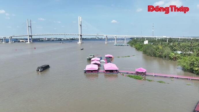 Đồng Tháp: Độc đáo bè cá màu hồng ở bên cồn