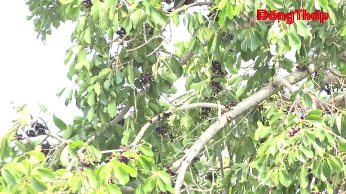 Ký ức những mùa trâm