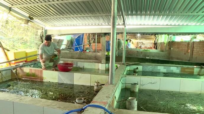 Lươn không bùn càng nuôi càng lỗ