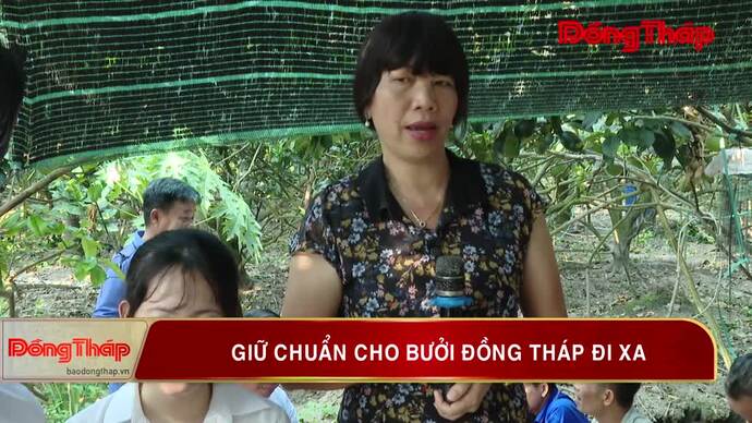 Giữ chuẩn cho bưởi Đồng Tháp đi xa
