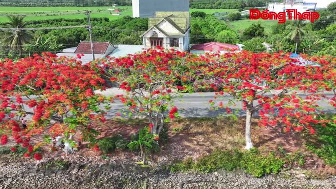 Rực rỡ mùa hoa phượng bên dòng kênh Xáng Lấp Vò