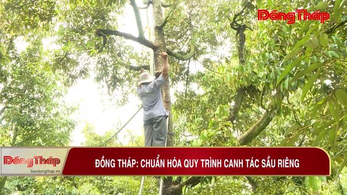 Đồng Tháp: Chuẩn hóa quy trình canh tác sầu riêng