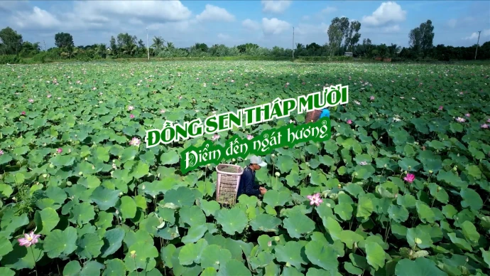 Đồng sen Tháp Mười – Điểm đến ngát hương