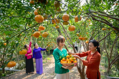 Đồng Tháp - Miền trái ngọt