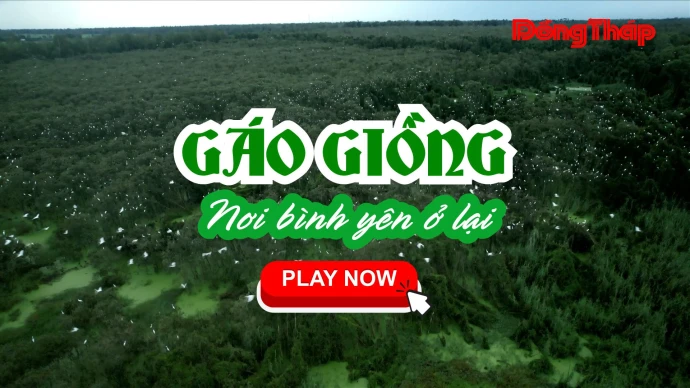 BaoDongThap, KhamPhaDongThap, GaoGiong, DuLichSinhThai, DongThapMuoi, DongThap, DatSenHong, RungTram, MienTaySongNuoc, DuLichDongThap