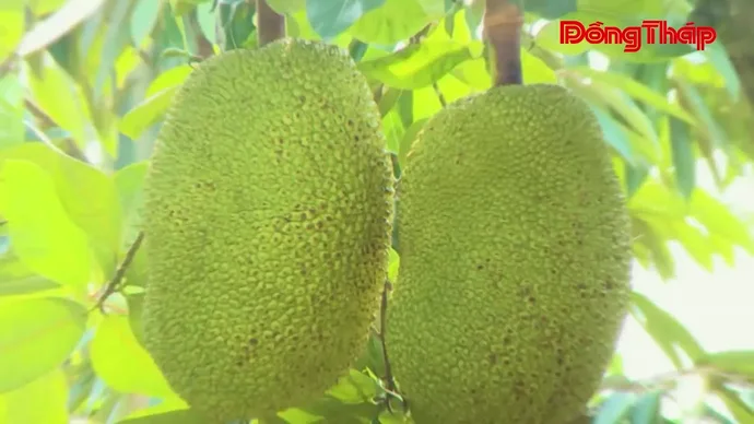 Dừa, Đồng Tháp
