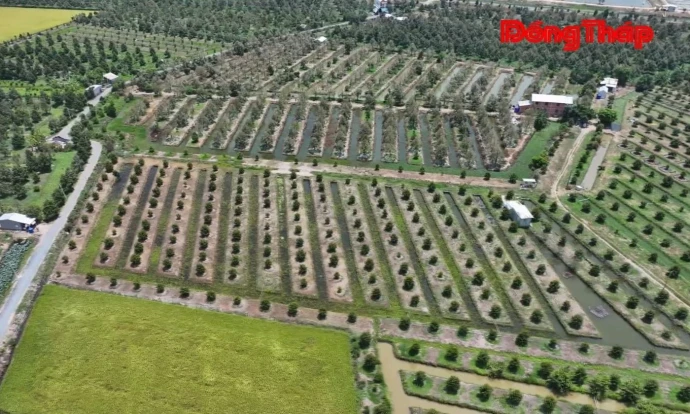 trangdiaphuong, anphuoc, cocaucaytrong, DongThap