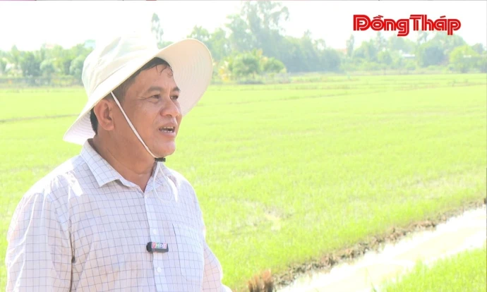 trangdiaphuong, phuongthinh, lua, DongThap