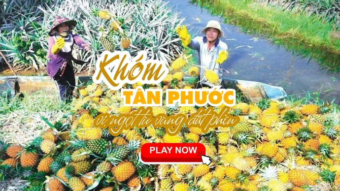 KHÓM TÂN PHƯỚC – VỊ NGỌT TỪ VÙNG ĐẤT PHÈN