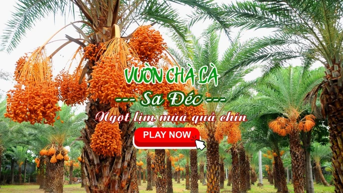 VƯỜN CHÀ LÀ SA ĐÉC - NGỌT LỊM MÙA QUẢ CHÍN
