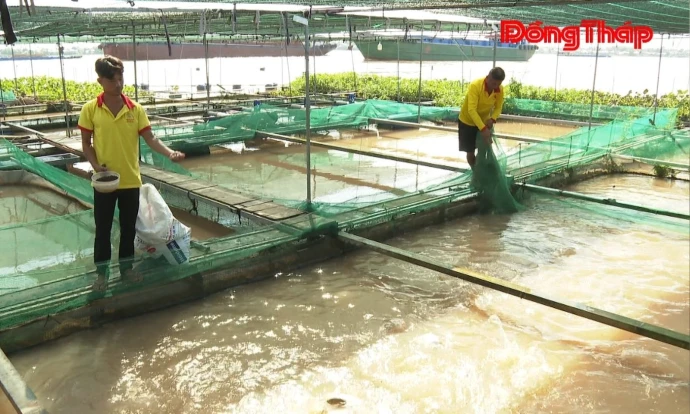 Thủy sản Long Phú Thuận: Lợi thế lớn, dư địa còn nhiều