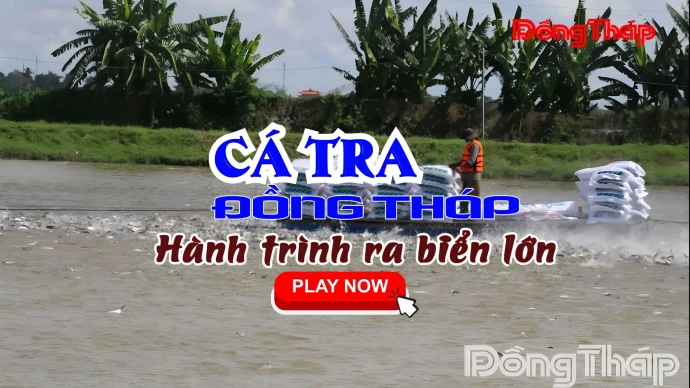 #KhamPhaDongThap #CaTraDongThap #CaTra #DongThap #DatSenHong #ThuySanDongThap #XuatKhauCaTra