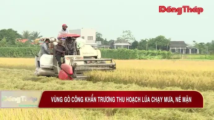 Vùng Gò Công khẩn trương thu hoạch lúa chạy mưa, né mặn